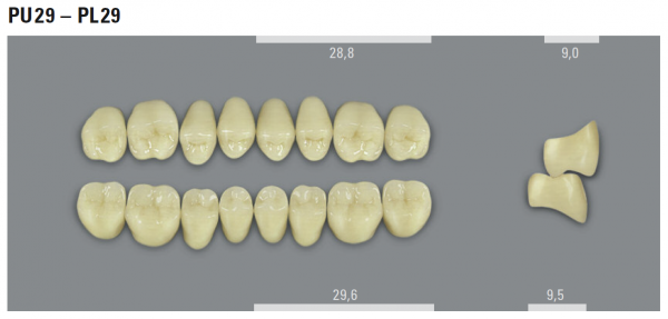 VITA MFT боковые верхние зубы, цвет 1M1 (B1), размер PU29, 8 шт.