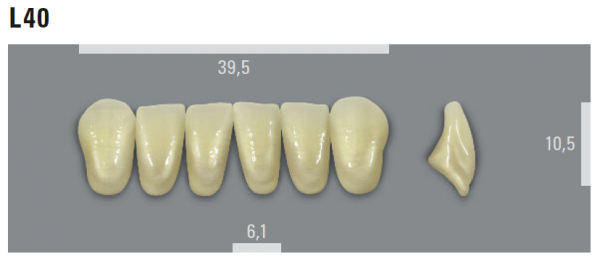 VITA MFT фронтальные нижние зубы, цвет 1M1 (B1), размер L40, 6 шт.